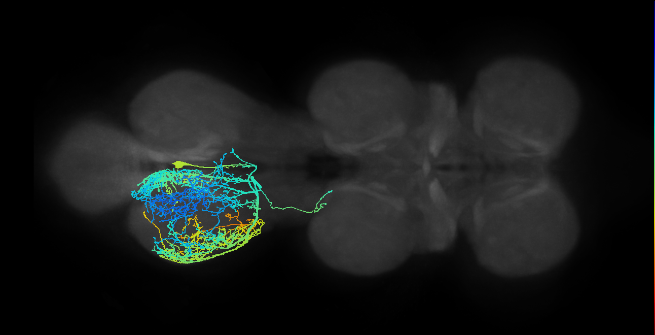 lineage NB6-1 primary interneuron