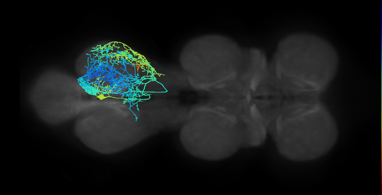 lineage NB6-1 primary interneuron