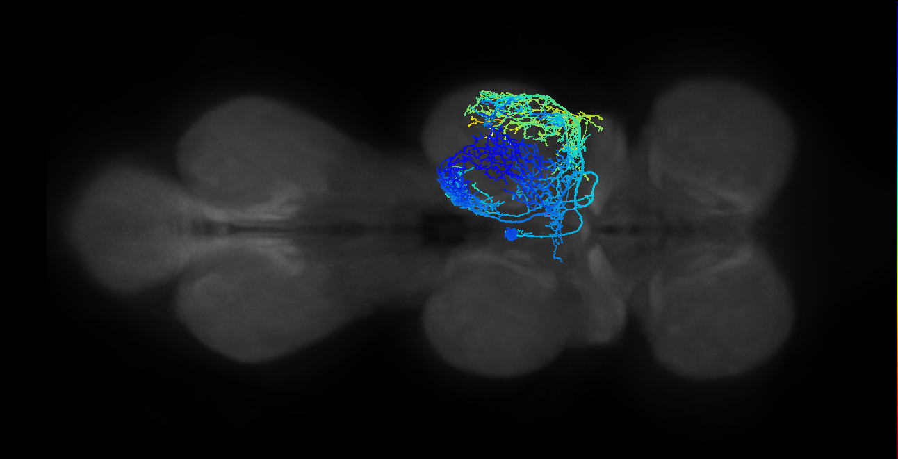 lineage NB6-1 primary interneuron