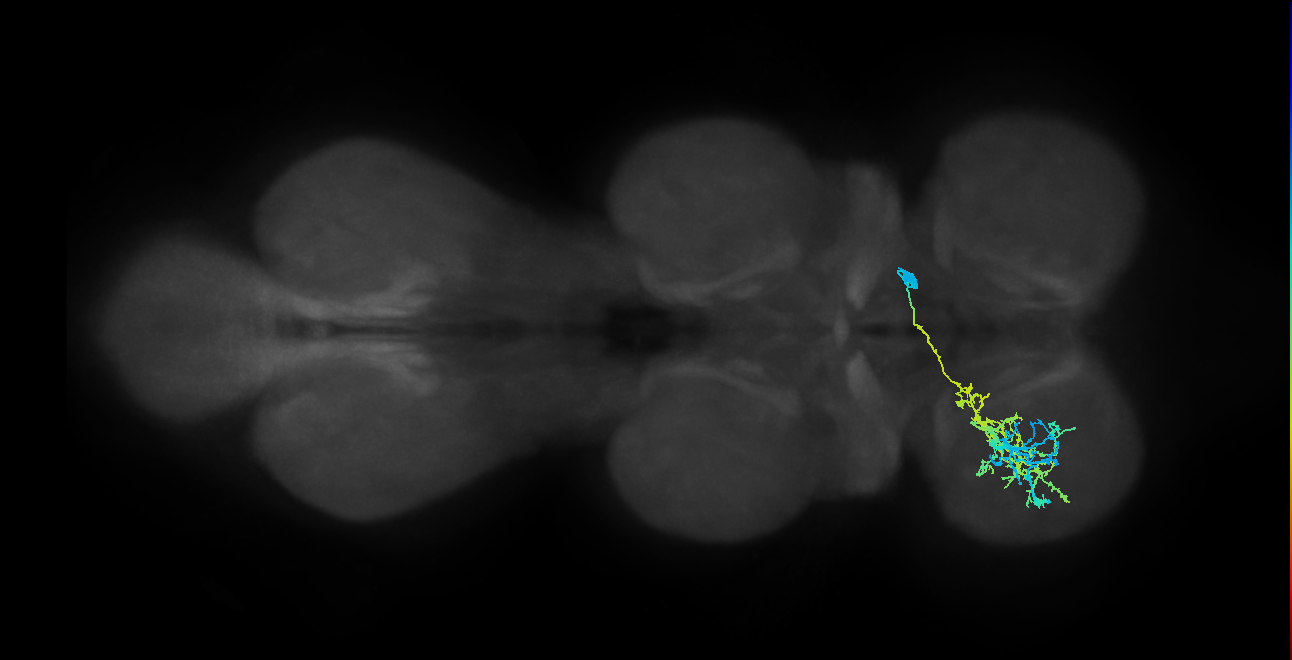 hemilineage 12B secondary neuron