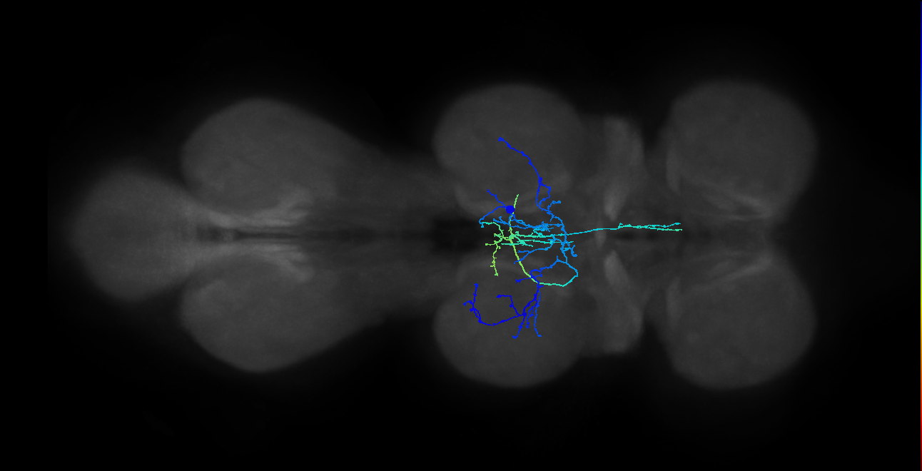 IN12B029_R (MaleCNS:806399)