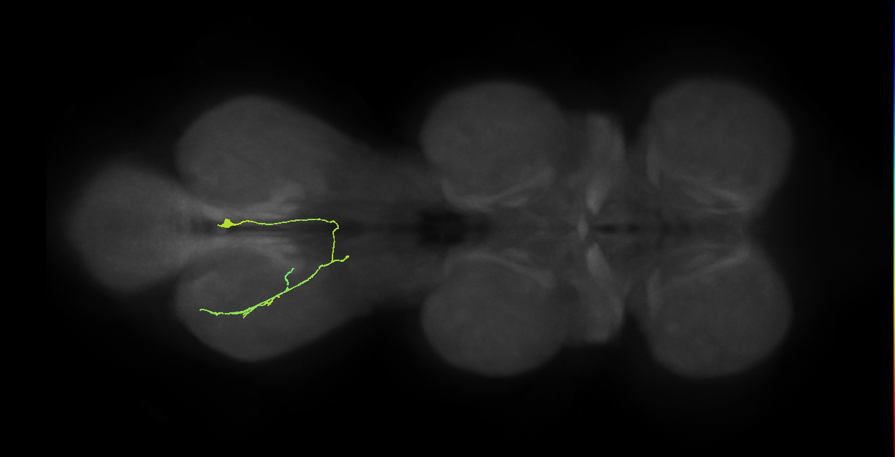 IN12B056_R (MaleCNS:1050937740)