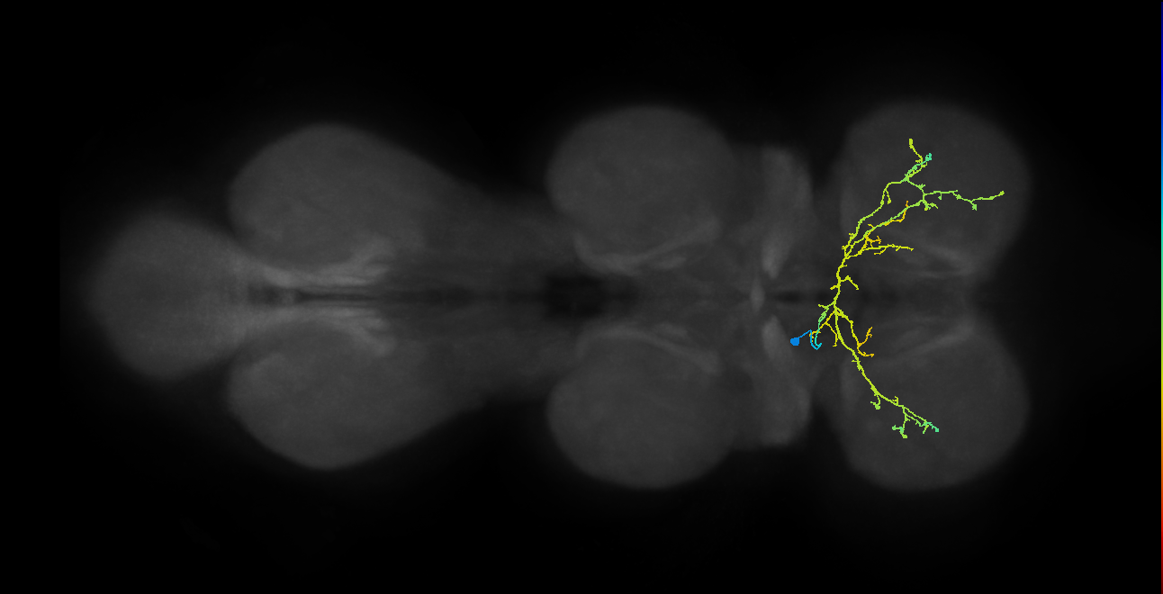 IN12B066_a_L (MaleCNS:812909)