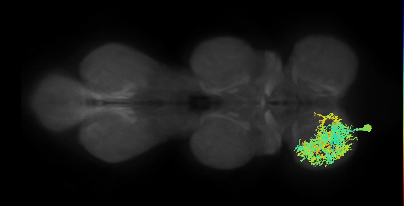 IN13A001_L (MaleCNS:800116)