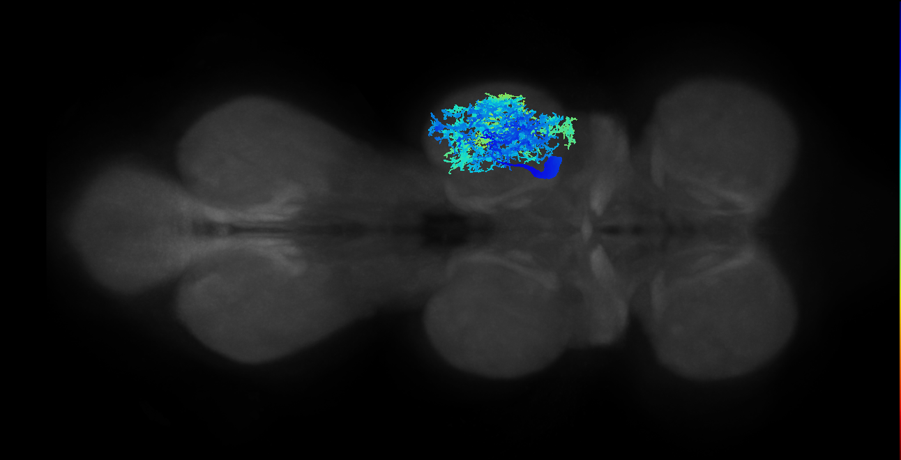 IN13A001_R (MaleCNS:800389)