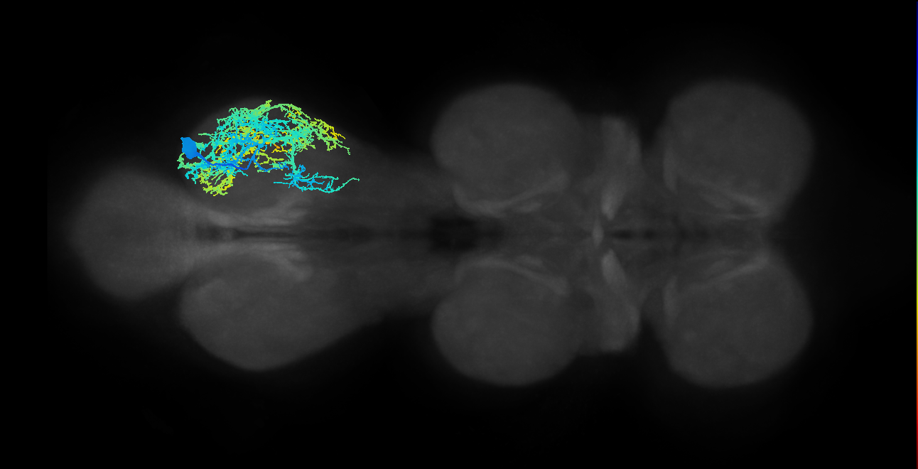 IN13A006_R (MaleCNS:800749)