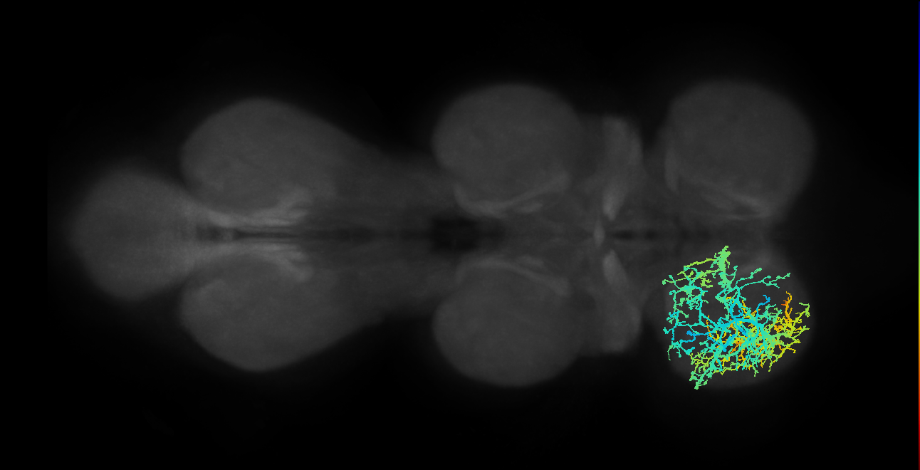 NB4-2 lineage primary neuron