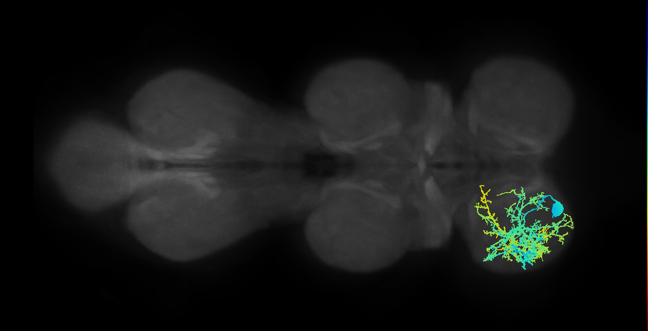 IN13A009_L (MaleCNS:800931)