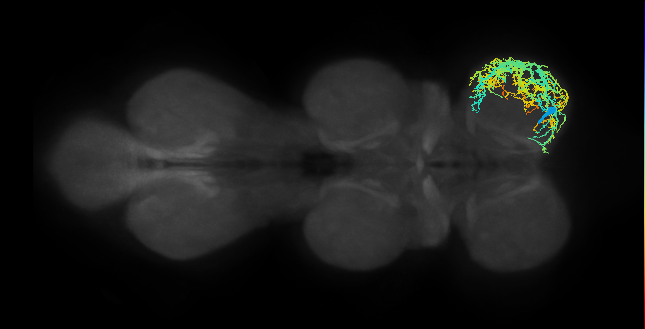 IN13A010_R (MaleCNS:802291)
