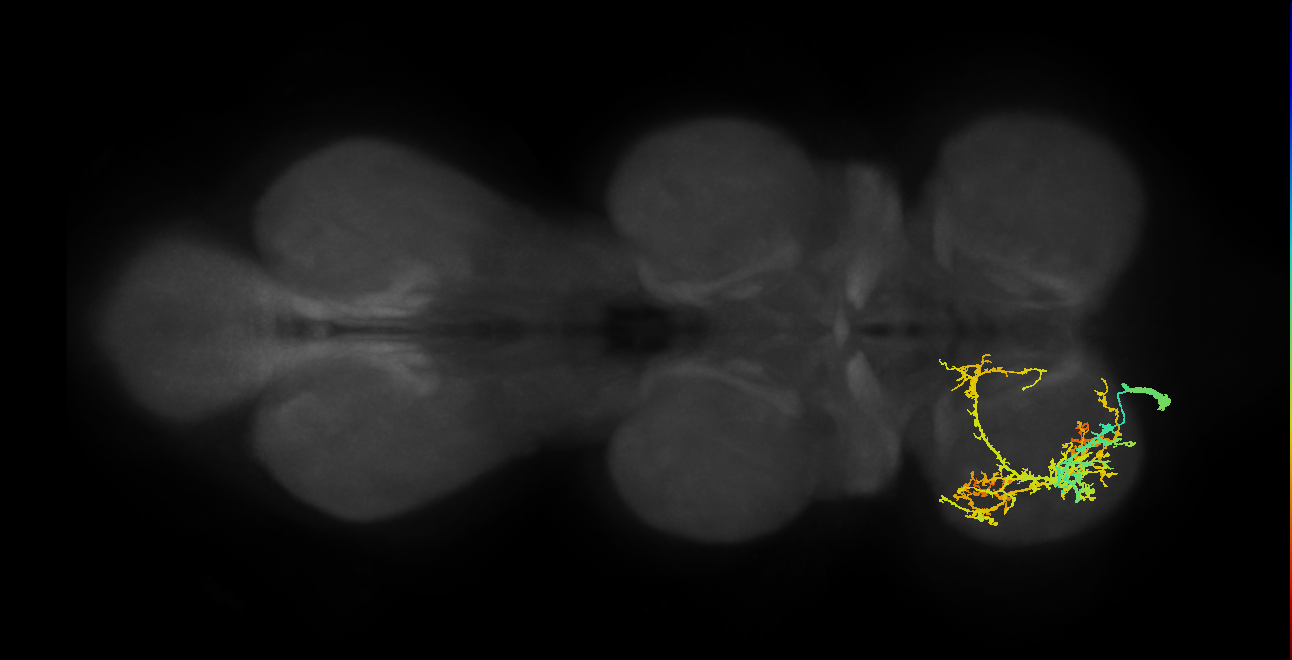 IN13A020_L (MaleCNS:903106)