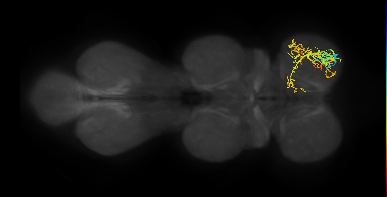 IN13A020_R (MaleCNS:805855)