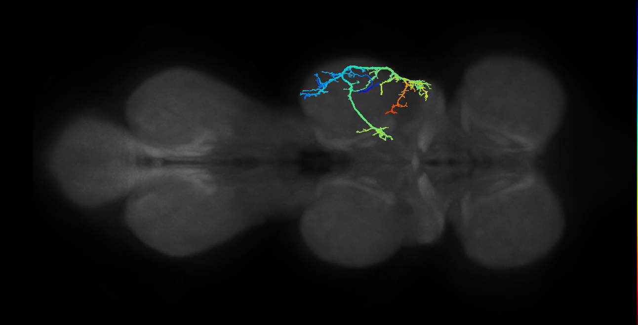 IN13A022_R (MaleCNS:1050765441)