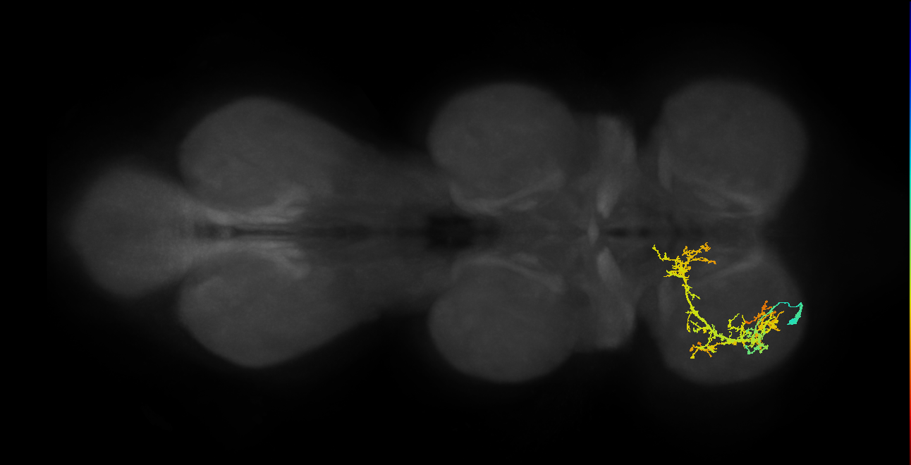 IN13A027_L (MaleCNS:902860)