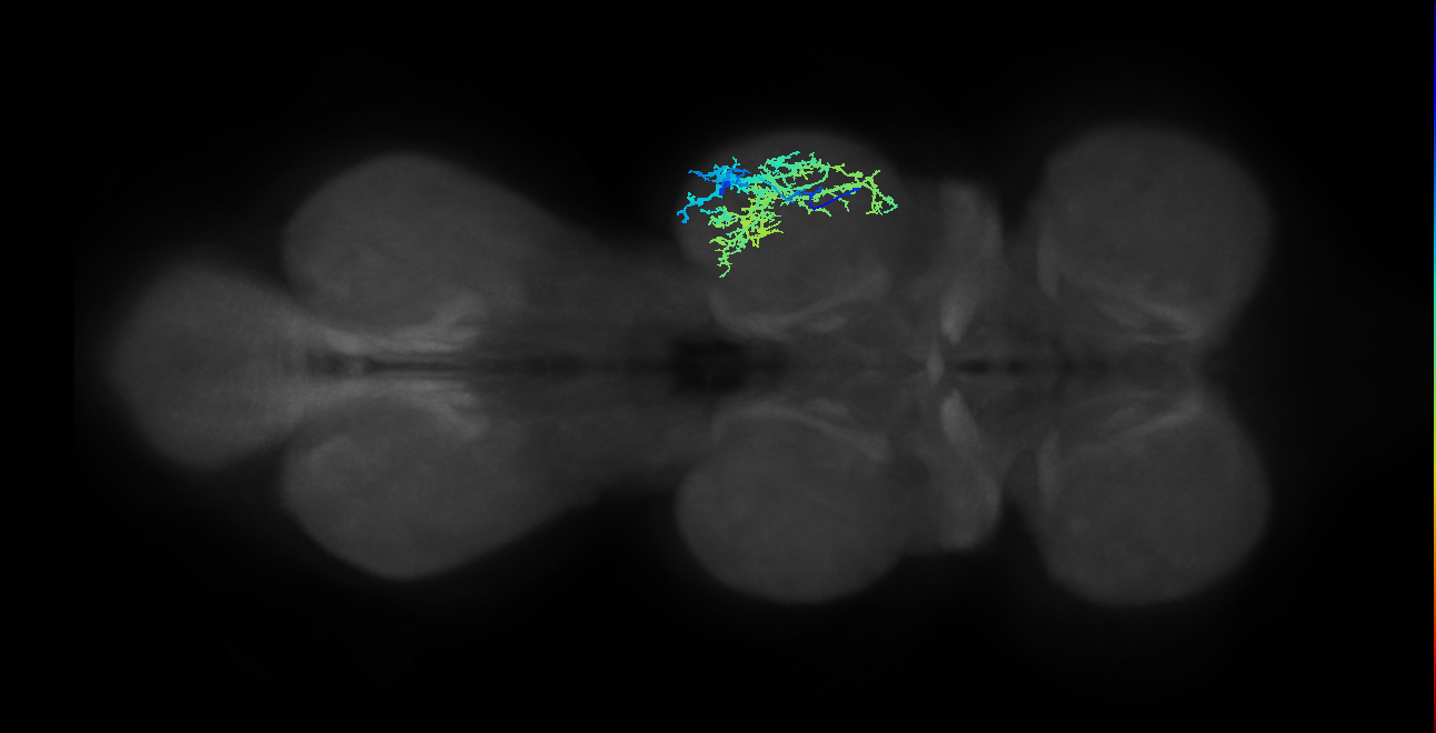 IN13A034_R (MaleCNS:909526)