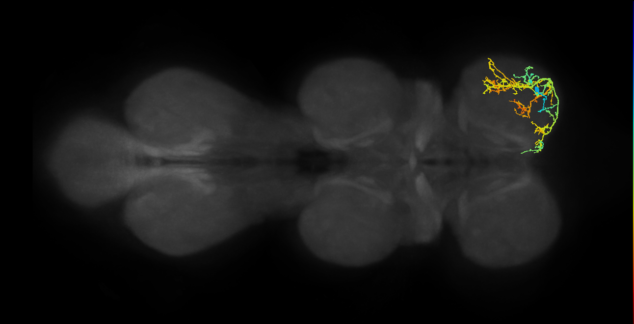 IN13A035_R (MaleCNS:906329)