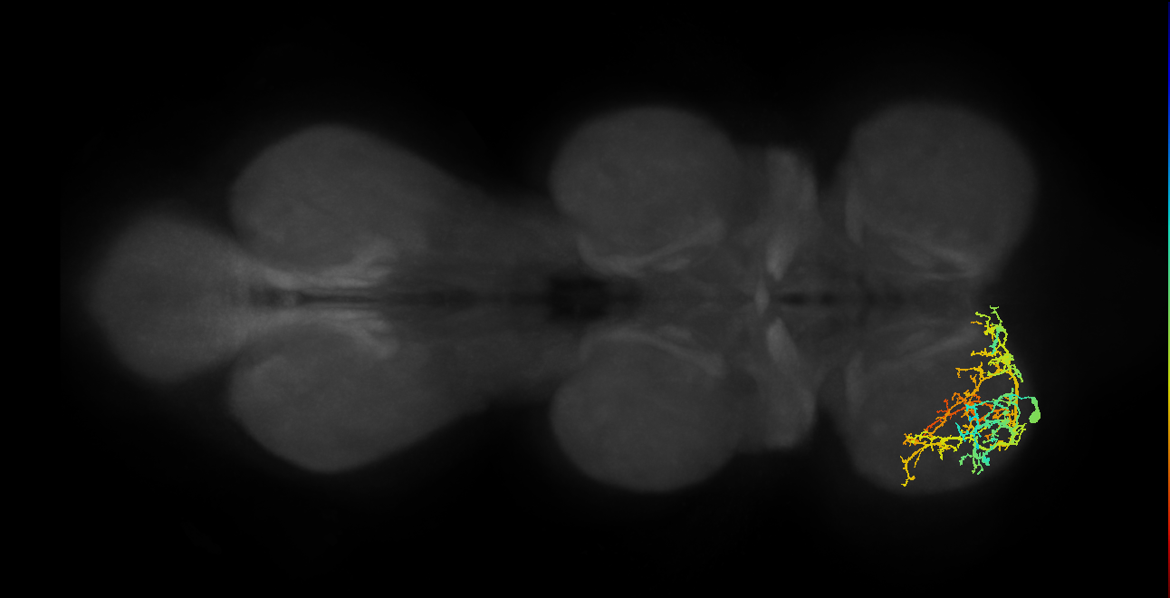 IN13A035_L (MaleCNS:805190)