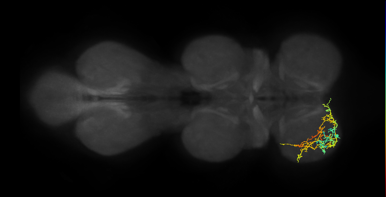 IN13A035_L (MaleCNS:907315)