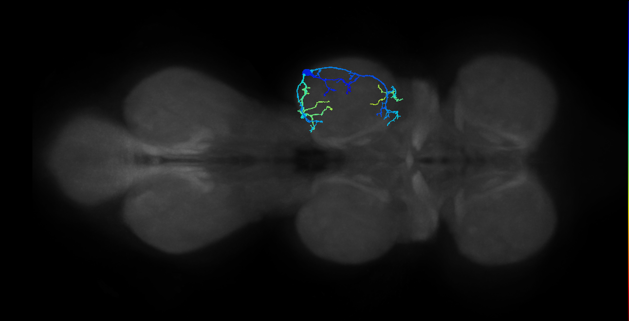 IN13A036_R (MaleCNS:810654)