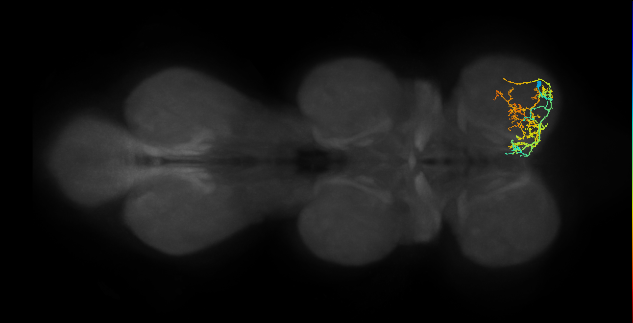 IN13A038_R (MaleCNS:811316)