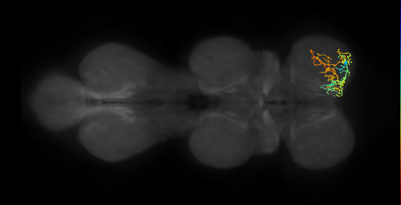 IN13A038_R (MaleCNS:811487)
