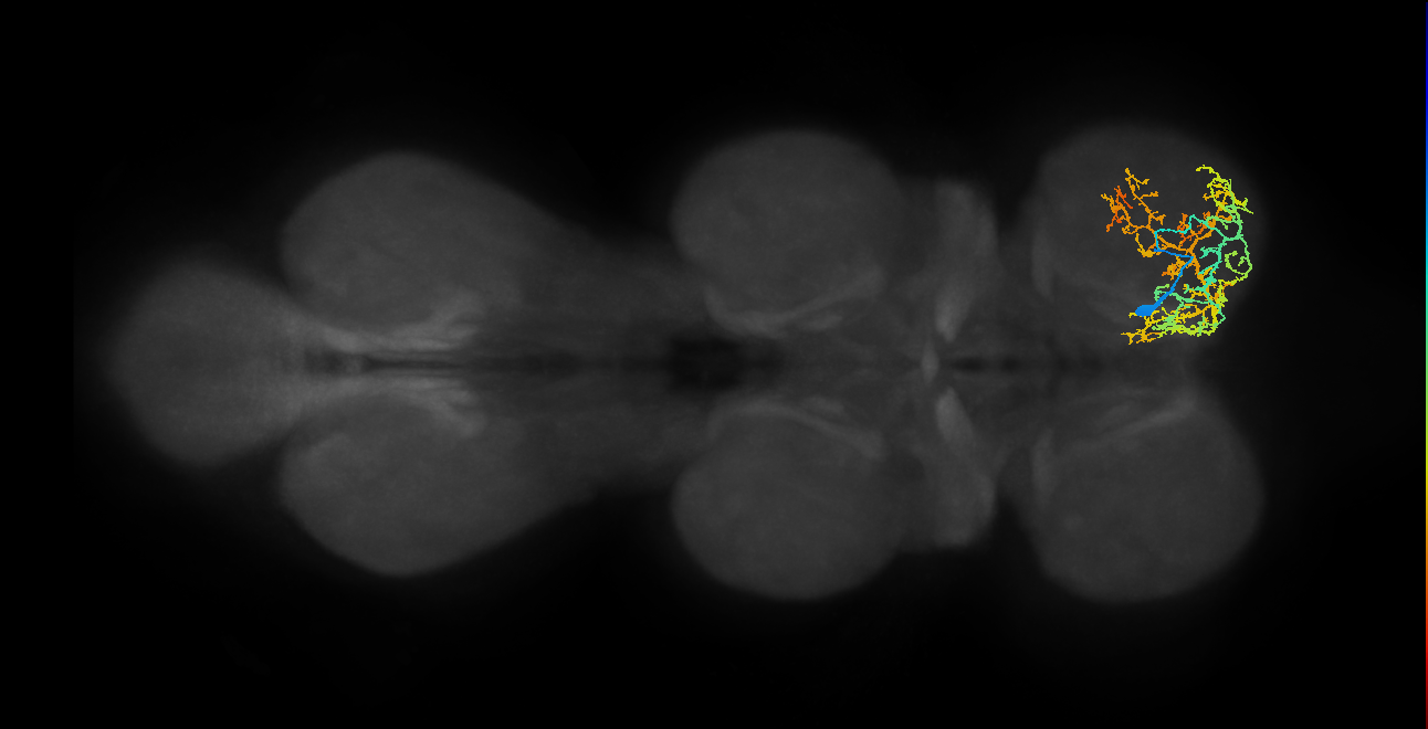 IN13A038_R (MaleCNS:906817)