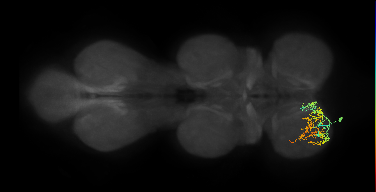 IN13A038_L (MaleCNS:906719)