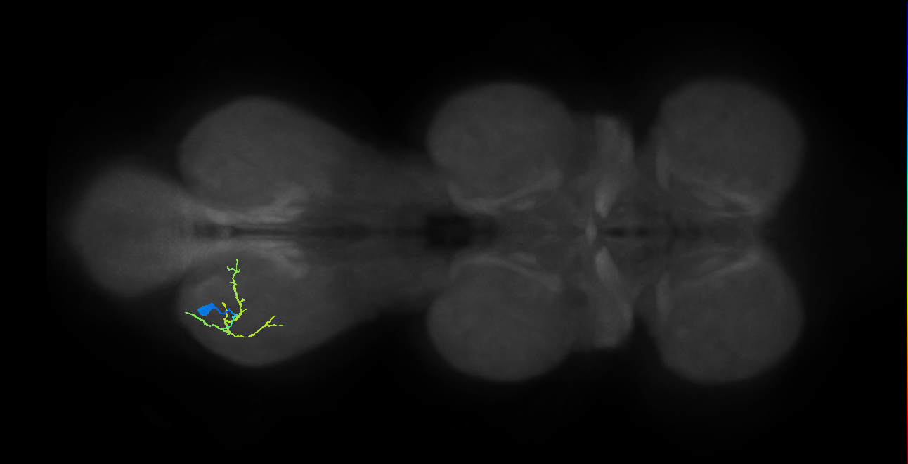 IN13A040_L (MaleCNS:940362)