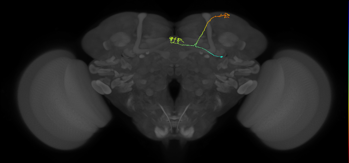 adult fan-shaped body layer 9 neuron of DALcl2 lineage