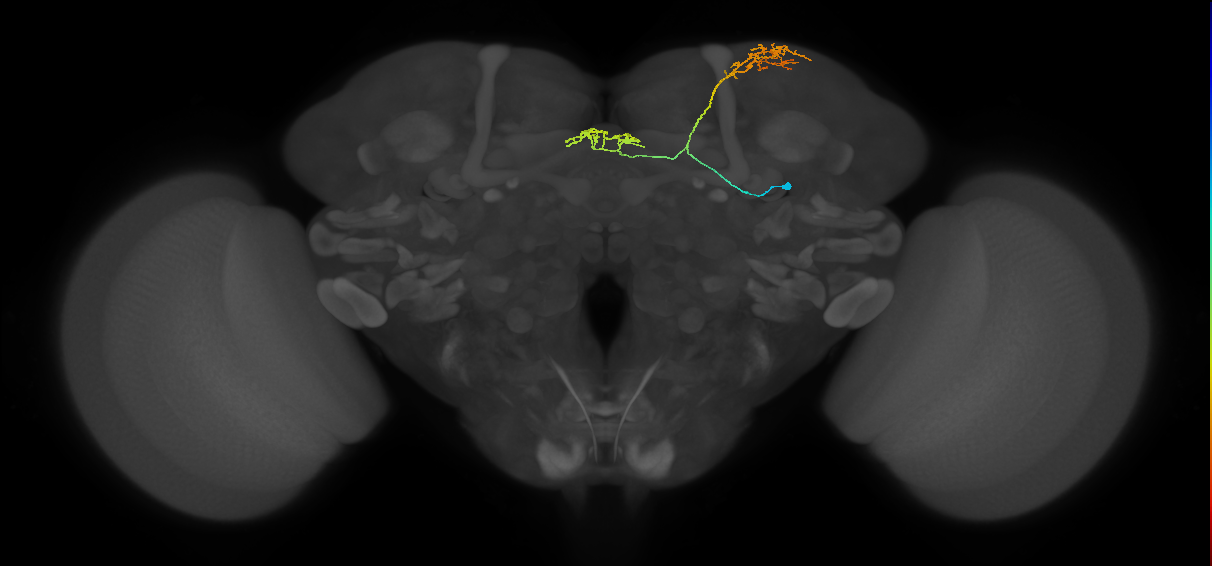 adult fan-shaped body layer 9 neuron of DALcl2 lineage
