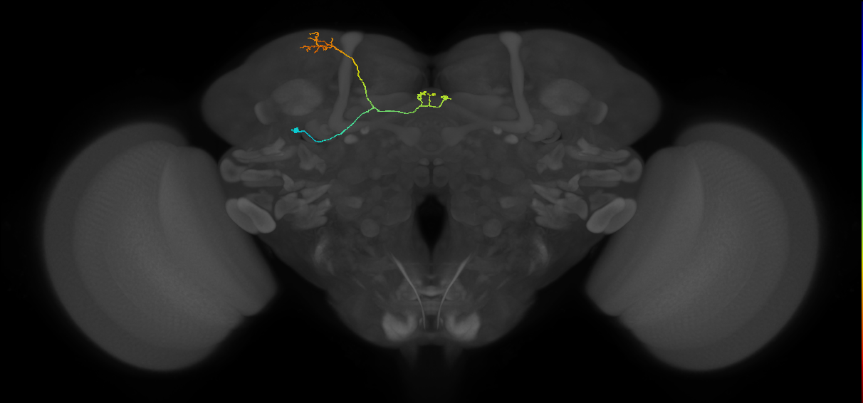 adult fan-shaped body layer 9 neuron of DALcl2 lineage