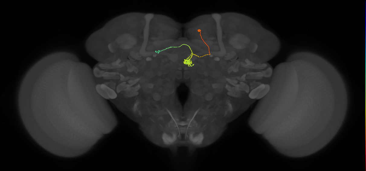 DPMpm2 lineage neuron