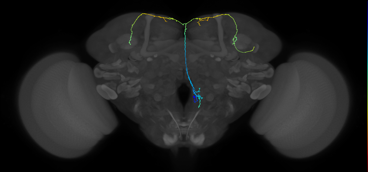 adult FLAa3 lineage neuron