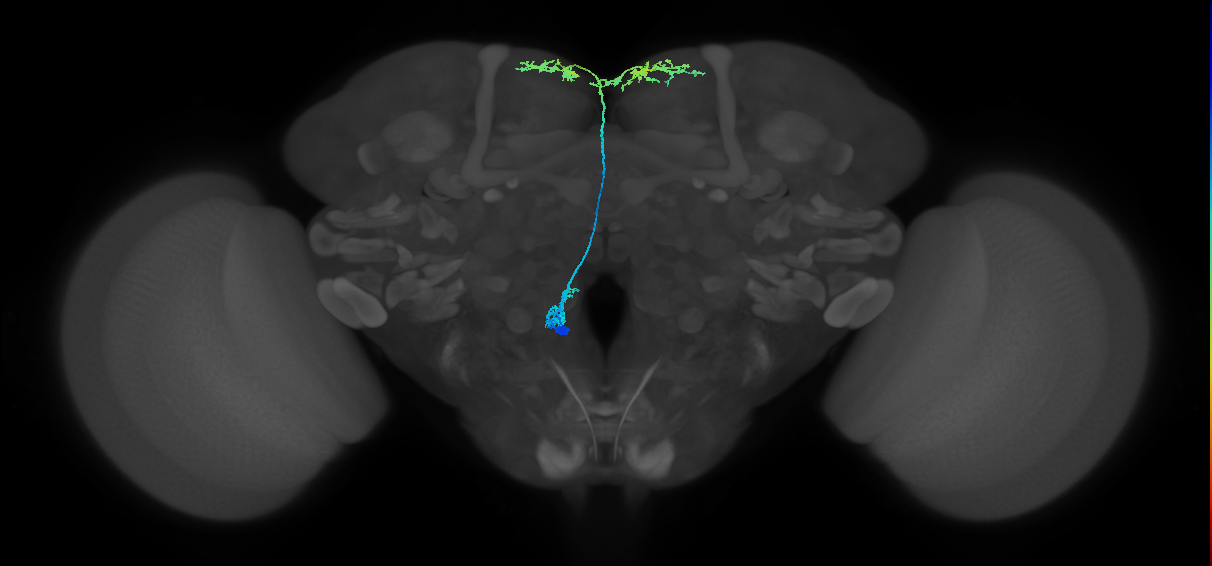 adult serotonergic SE neuron