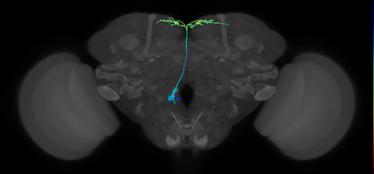 adult serotonergic SE neuron