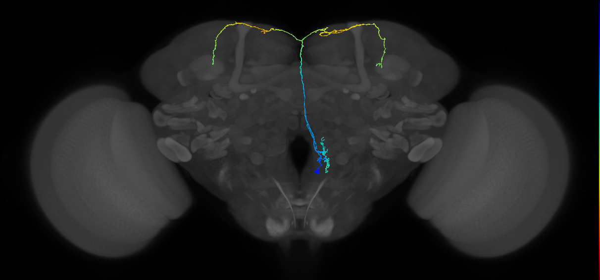 adult FLAa3 lineage neuron