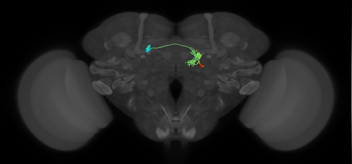 FR1(FQ4)_C1_R (MaleCNS:68889)