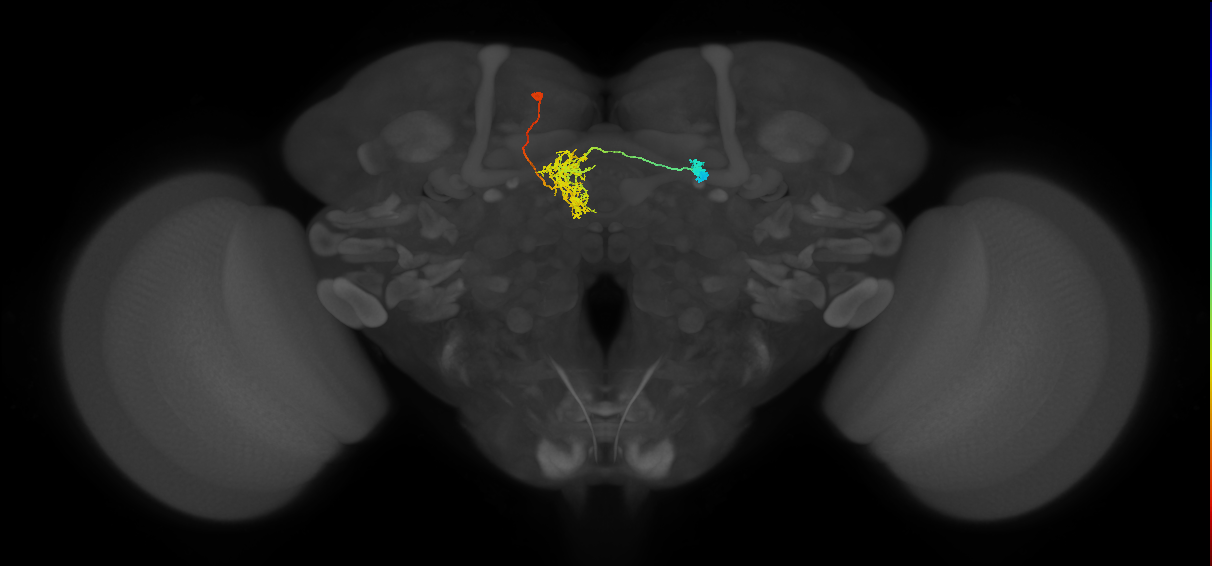 FR1(FQ4)_C6_L (MaleCNS:38835)