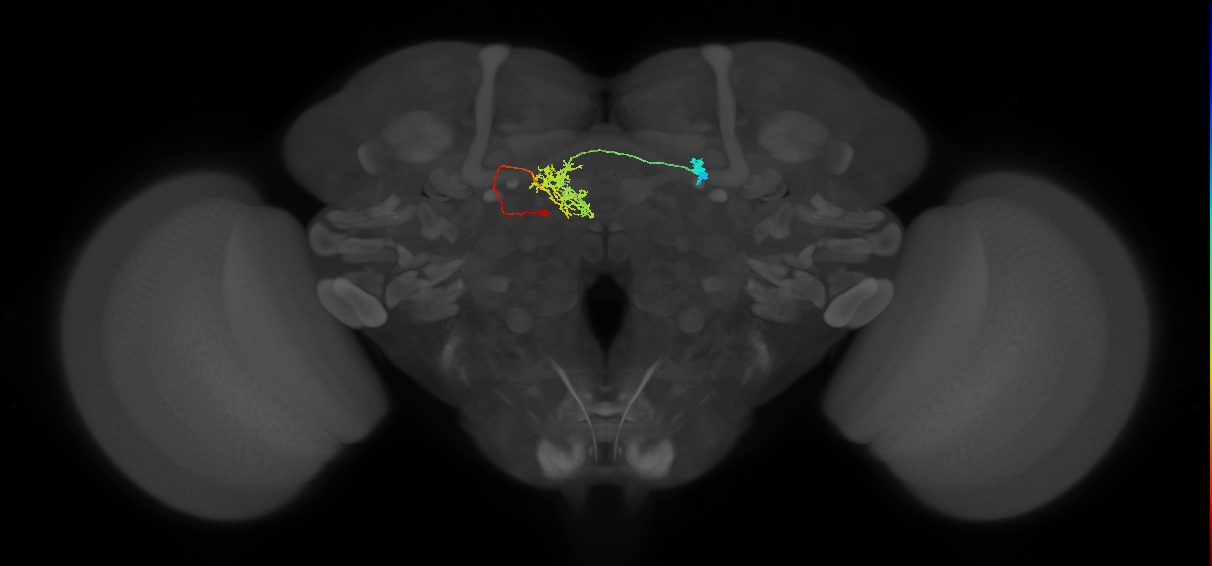FR1(FQ4)_C7_L (MaleCNS:57935)