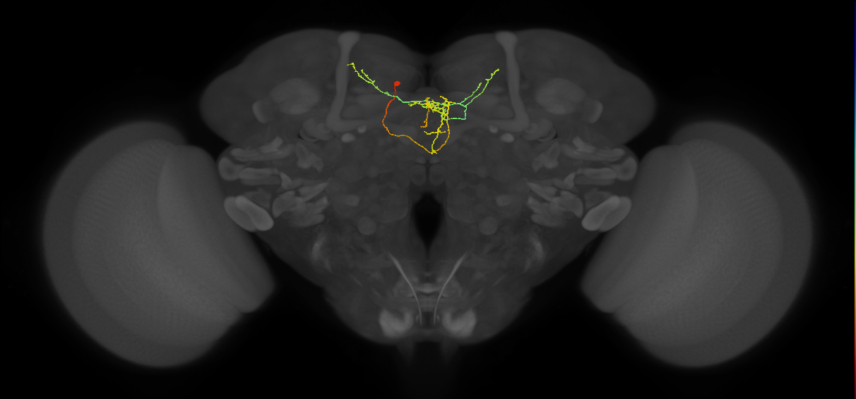 FS3_a_C4_L (MaleCNS:159958)