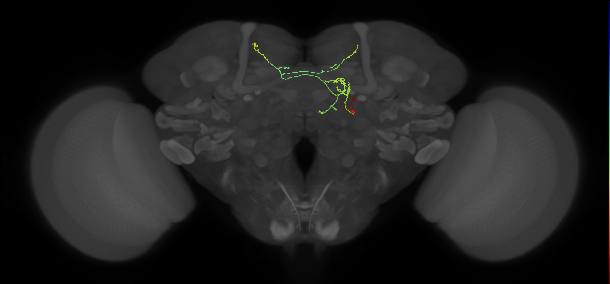 adult DM4 lineage neuron