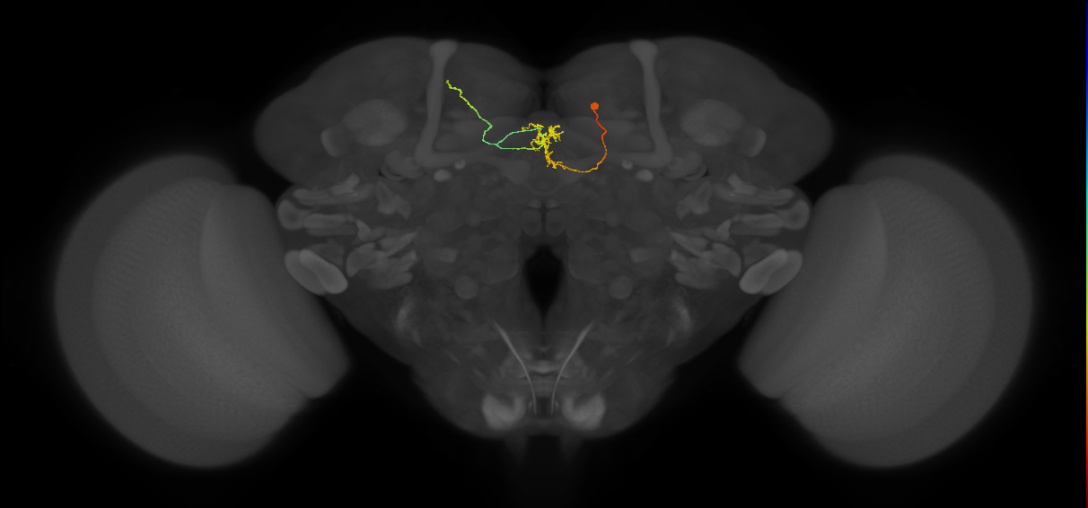 FS3_c_C5_R (MaleCNS:934913)