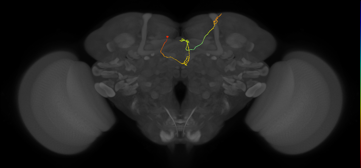 FS4A_C4_L (MaleCNS:157670)
