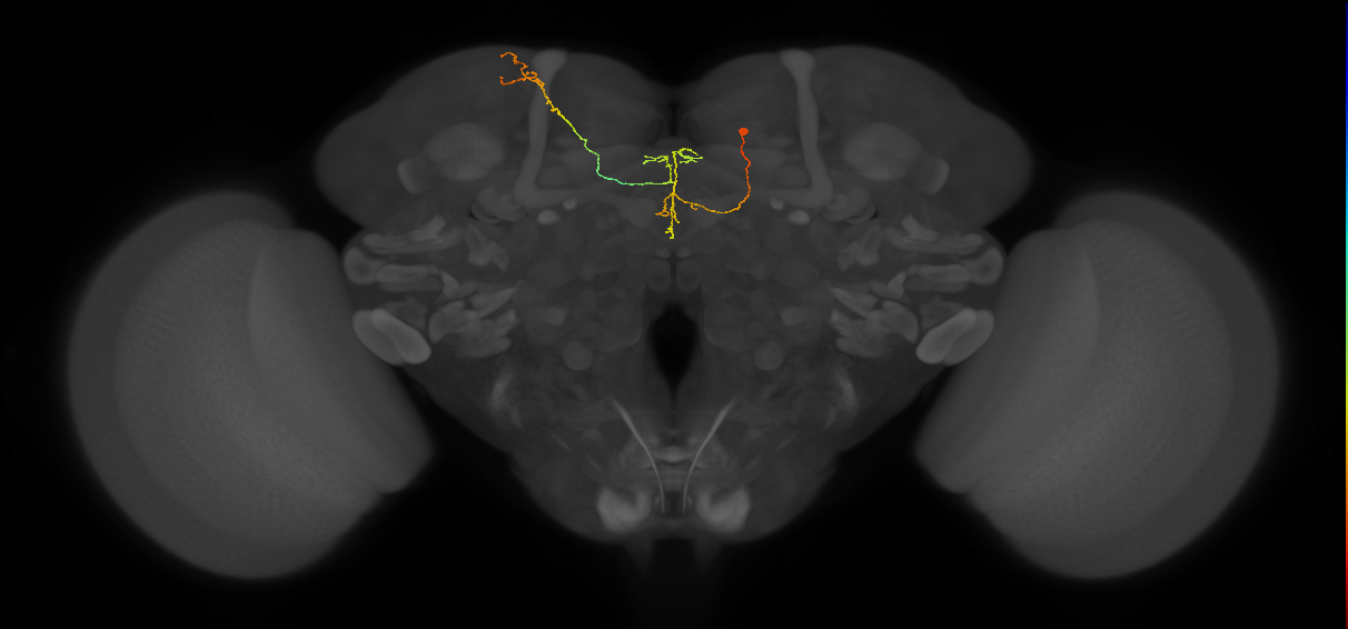 FS4B_C5_R (MaleCNS:164853)