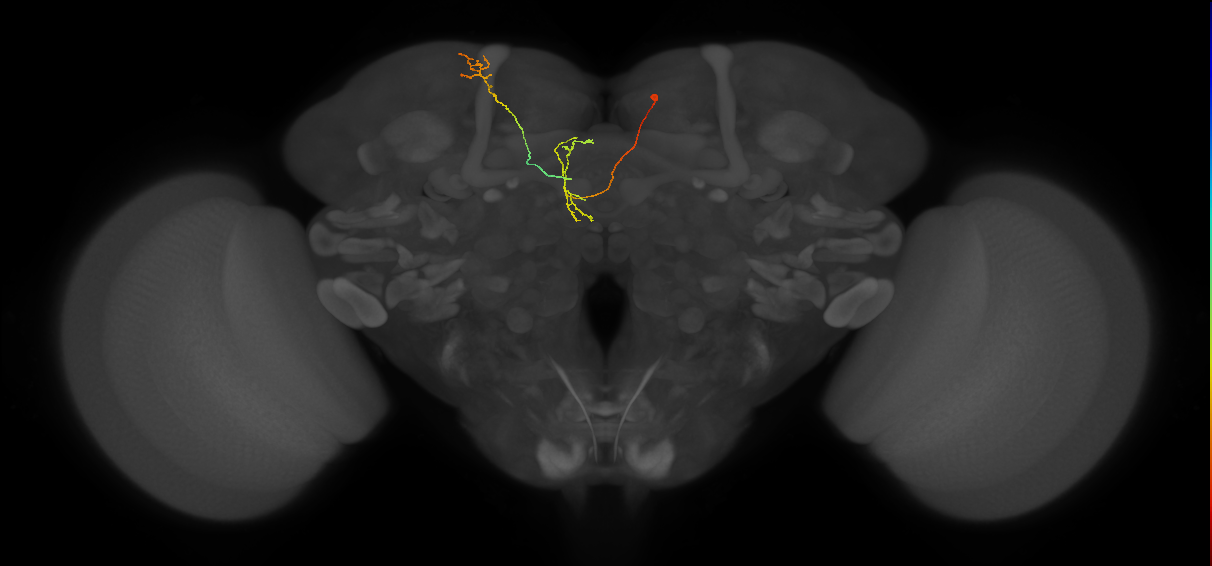 FS4B_C7_R (MaleCNS:230056)
