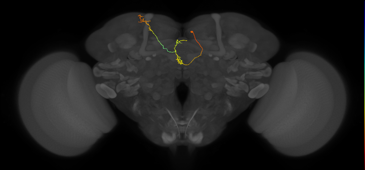 FS4B_C6_R (MaleCNS:300336)