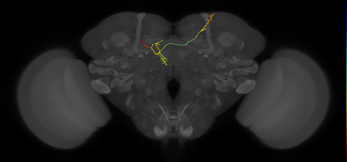 FS4B_C7_L (MaleCNS:173979)