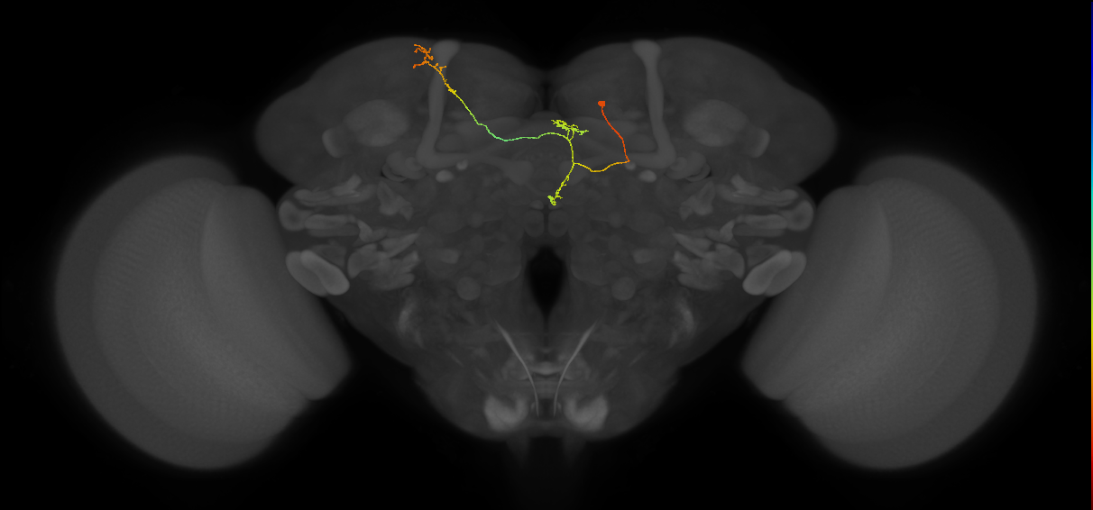 FS4B_C4_R (MaleCNS:174630)