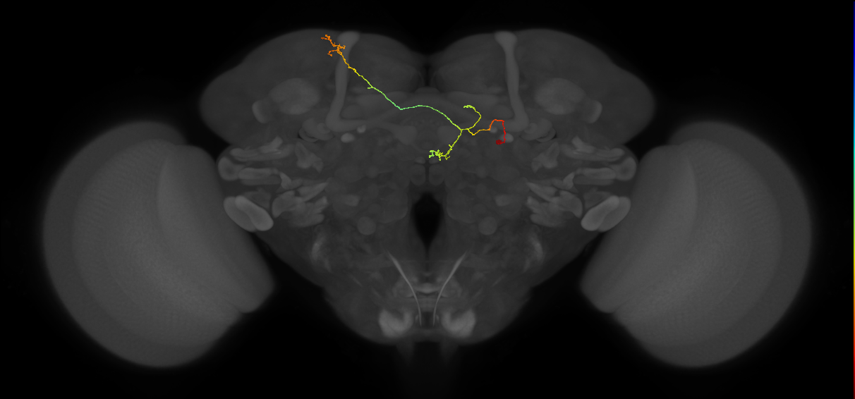 FS4B_C3_R (MaleCNS:548890)