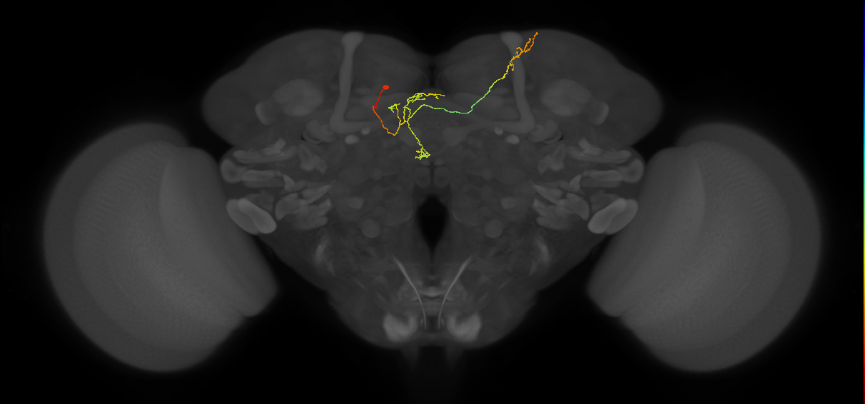 FS4B_C6_L (MaleCNS:235972)