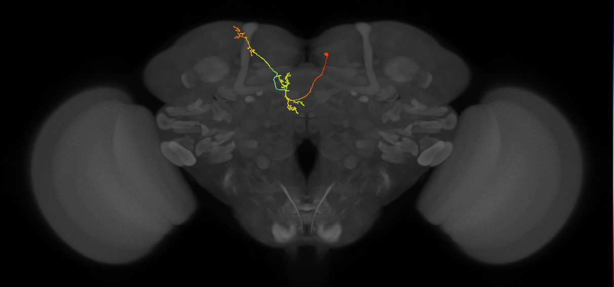 FS4C_C7_R (MaleCNS:113544)